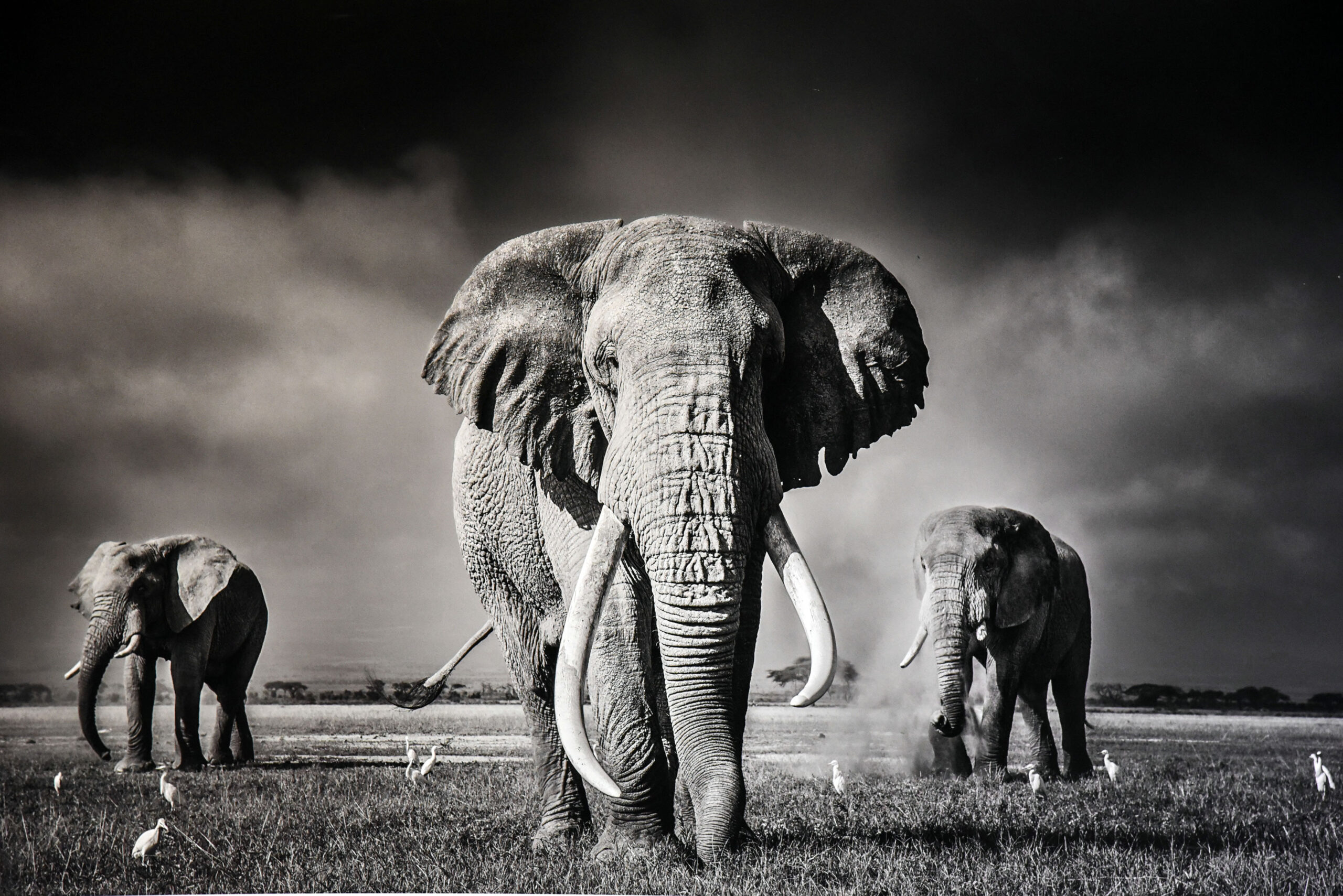 museo della scienza Brescia - wildlife