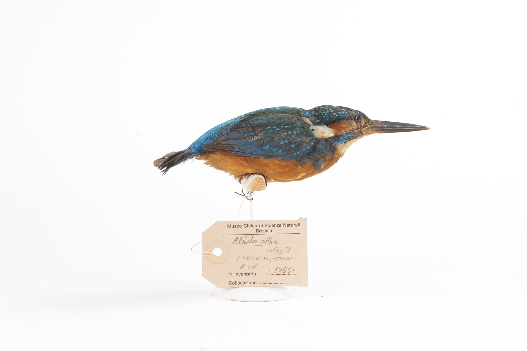 museo delle scienze brescia