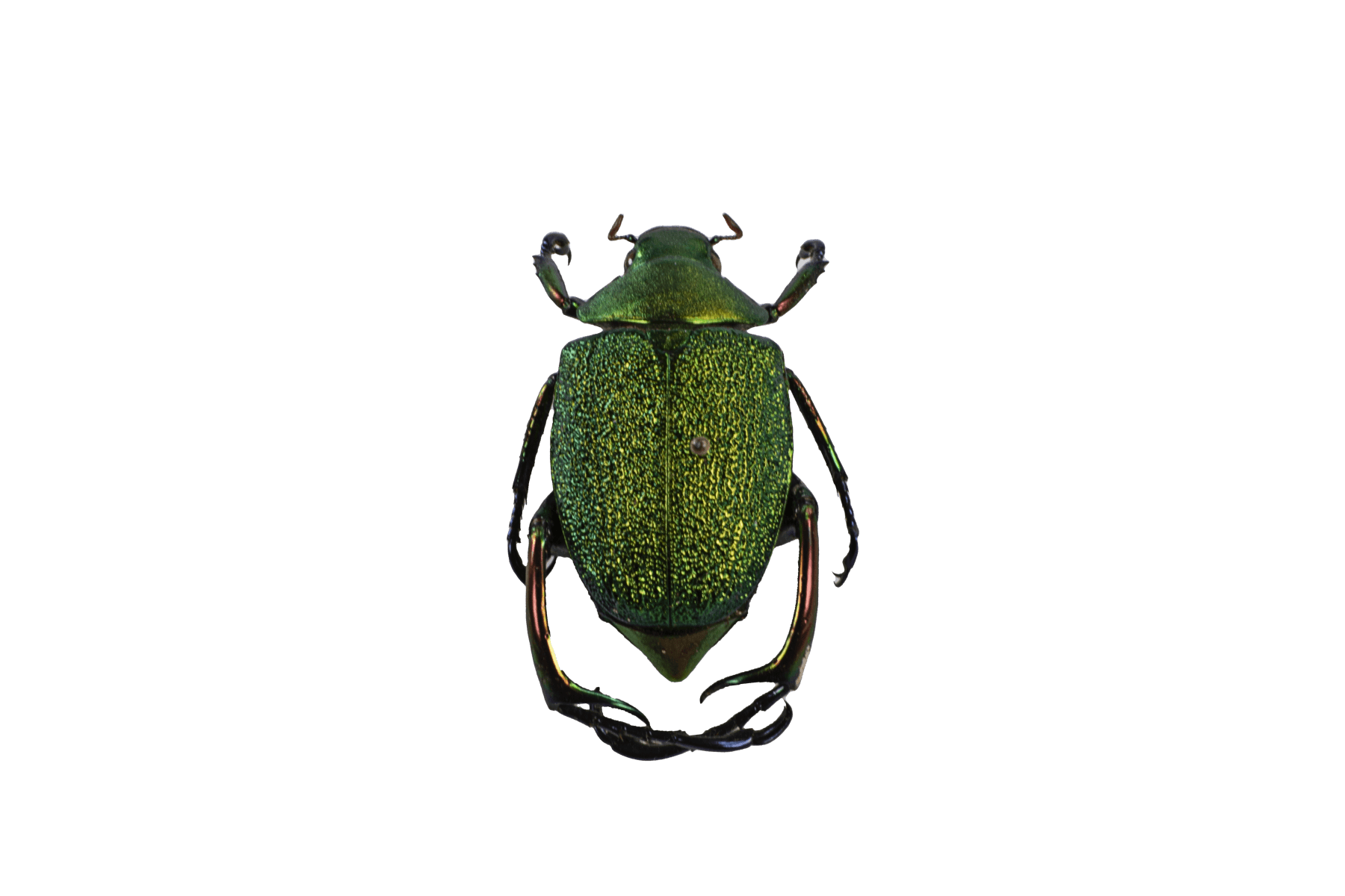 chrysophora_chrysocholra (1)