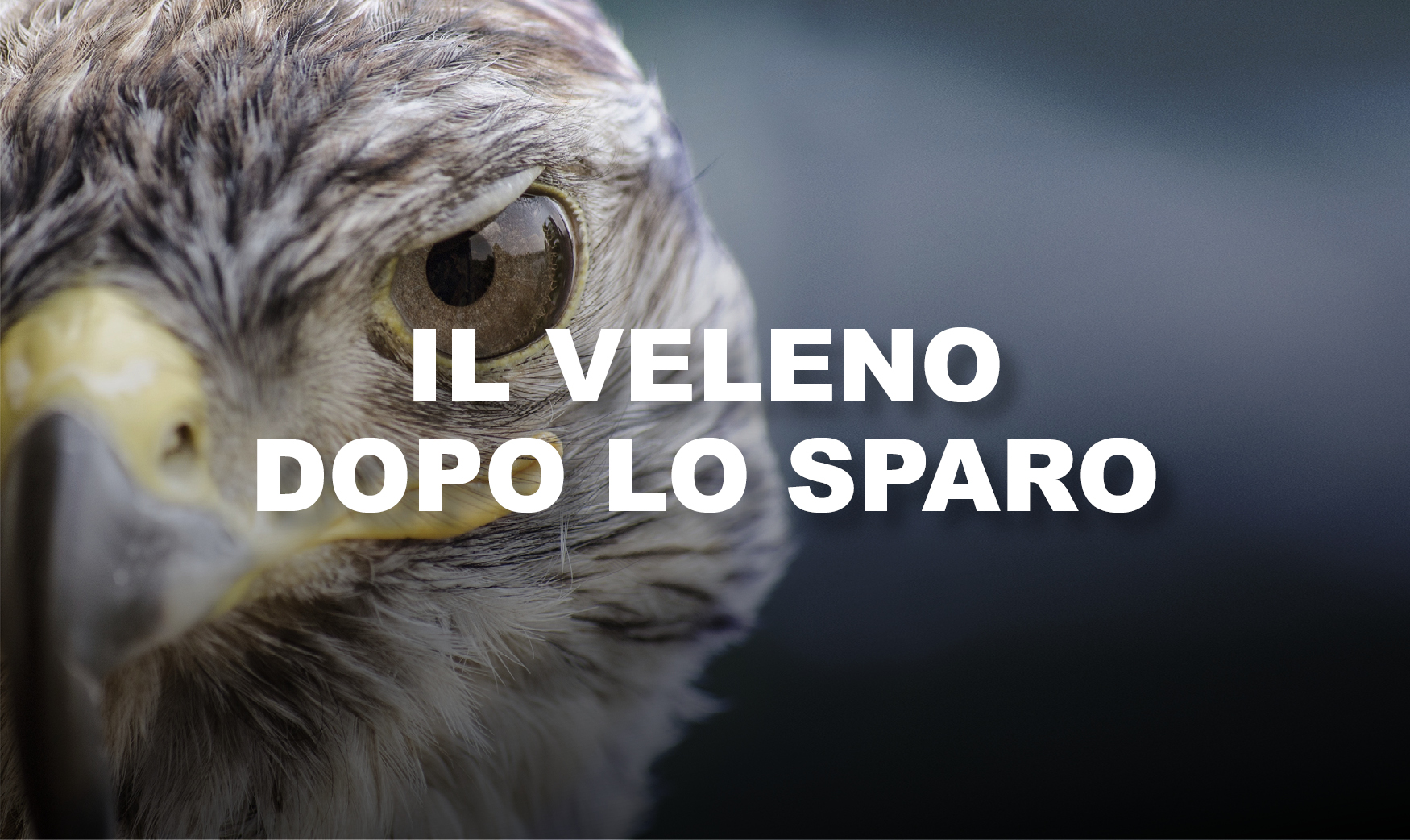 Card Il veleno dopo lo sparo