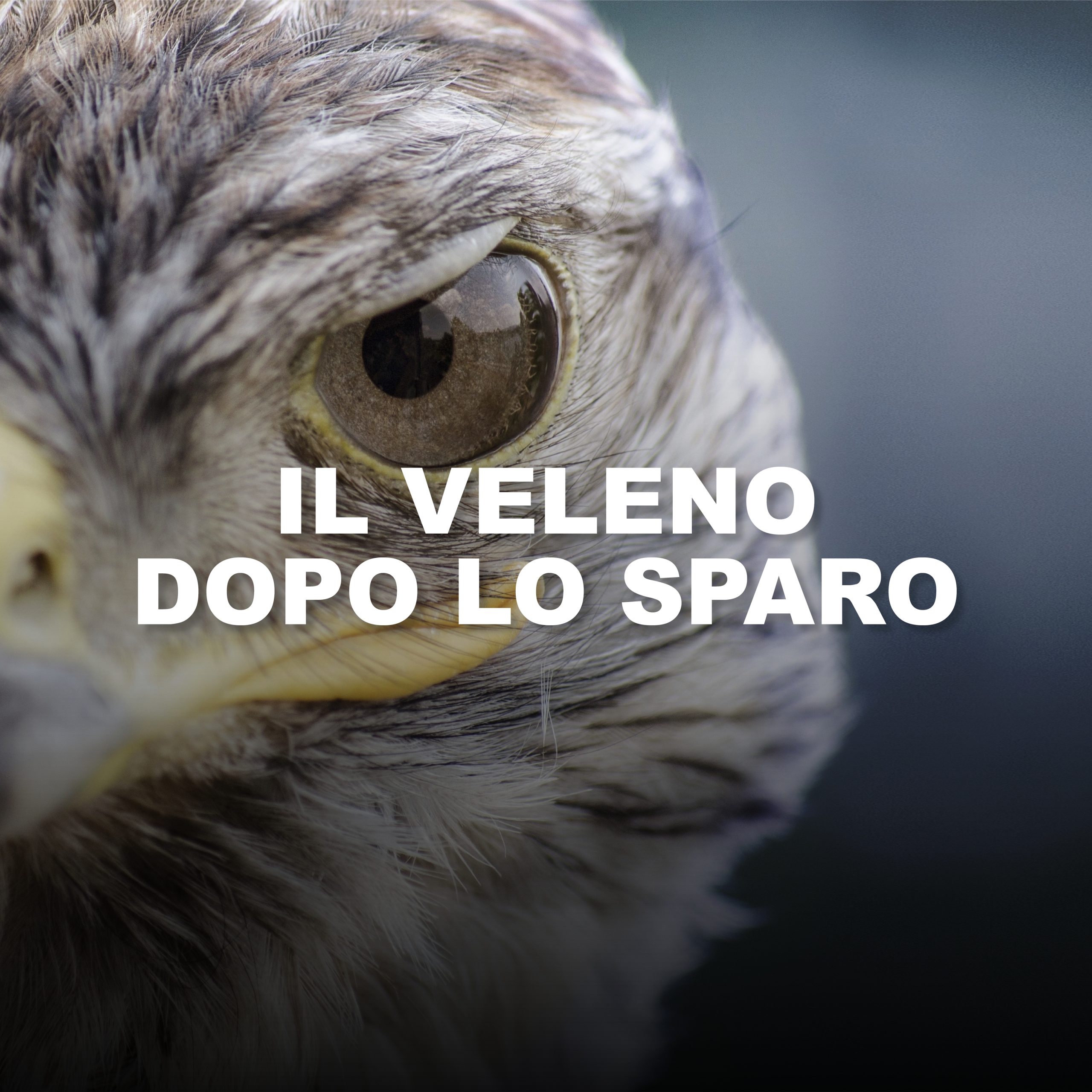 Hero Il veleno dopo lo sparo