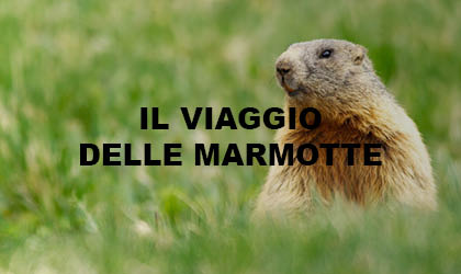 CARD 23 APRILE 2024