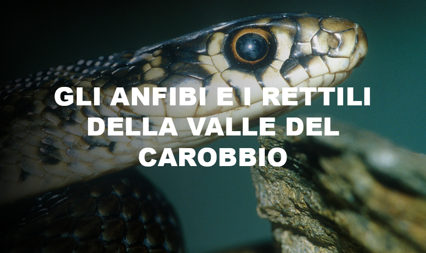 CARD - 8 aprile 2024