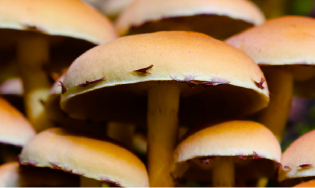mostra funghicard_mostra funghi